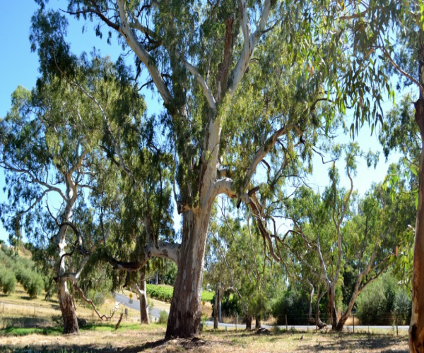 McLaren Vale Region